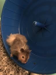 Meet Cheerio My Long Haired Syrianhttps I Redd It Tdrh0x5lm0j01 Jpg Long Haired Hamster Cute Hamsters Cute Little Animals