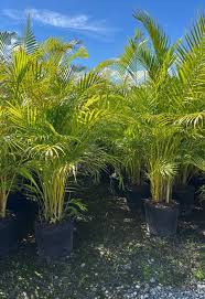 Image result for Dypsis lutescens