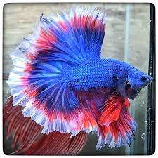 This is how petstores are able to keep them in tiny cups. Aquabid Com Item Fwbettashm1458622935 Princess Of Lovely 1634 By 3636bettaberry Ends Tue Mar 22 2016 12 02 15 Am Pet Fish Betta Fish Aquarium Fish
