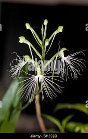 Image result for Centrostigma occultans