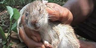 Selain tikus, hewan yang berpotensi menularkan penyakit ini adalah kucing. 5 Fakta Penyakit Kencing Tikus Yang Sebabkan 14 Warga Banyumas Meninggal Merdeka Com