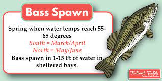 Check spelling or type a new query. When Do Bass Spawn Fishing Bass Spawning Season