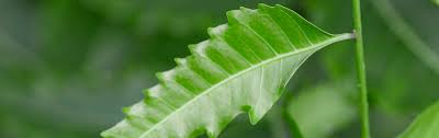 Image result for Azadirachta indica
