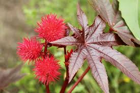 Image result for castor oil plants