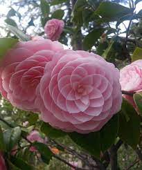 Perfectly Symmetrical Pink Perfection Camellia Japonica Flowers Flowers Japanese Flowers Beautiful Flowers Pictures