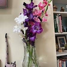 Image result for Gladiolus hollandii