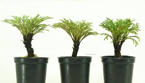 Image result for Selaginella tenerrima