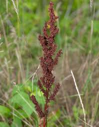 Image result for Rumex crispus