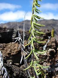 Image result for Pellaea angulosa