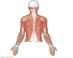 Its bones, muscles, nerves, joints, blood vessels and lymphatics, anatomical areas, and structures found in the hand. Superficial Muscles Of Upper Body Posterior View
