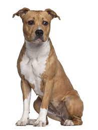 If there were ever a dog that got a bad rap in life it would without a doubt be the american staffordshire terrier. American Staffordshire Terrier 8 Monate Alt Sitzt Vor Weissem Hintergrund Lizenzfreie Fotos Bilder Und Stock Fotografie Image 14275493
