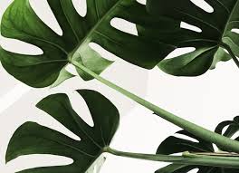 A few days ago i collated a blog post on ways you can use plants to decorate your home. Indoor Plant Care The Best Tips For Your Monstera Or Swiss Cheese Plant The Handy Mano