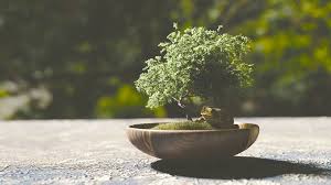 The Fantastic Bonsai - Home | Facebook