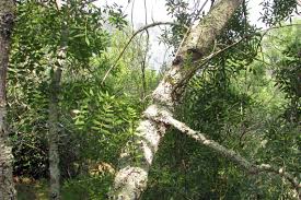 Estamos a contratar motoristas com entrada imediata. Parque Biologico De Gaia Freixo Fraxinus Angustifolia