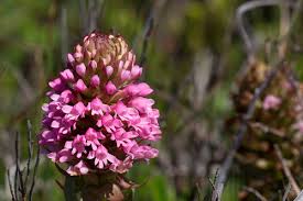 Image result for Satyrium kitimboense