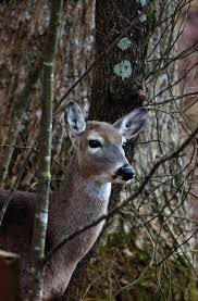 Timing A Deer Hunt Around Weather Fronts Can Produce