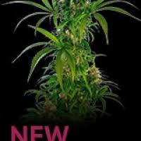 Sensi Seeds Discount Cannabis Seeds Not sure if you want to buy michka seeds seeds? discount cannabis seeds