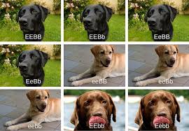 What Determines The Coat Colors Of Labrador Retrievers