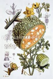 Image result for Acanthosicyos naudinianus