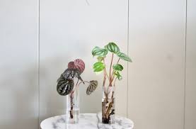 We did not find results for: How To Propagate A Watermelon Peperomia Leaf And Paw