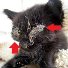 Hayat Kurtaran Kedi Gozu Damlasi Tobrased Ve Tobsin