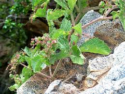 Image result for Basananthe sandersonii