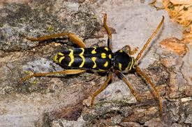 Image result for Streptocarpus arcuatus