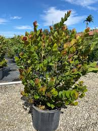 Image result for Chrysobalanus icaco