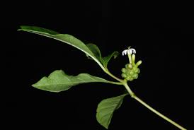 Image result for Morinda asteroscepa