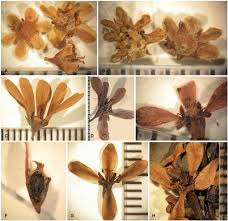 Image result for Homalium abdessammadii