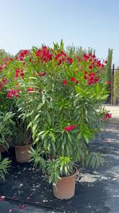 Image result for Oleandra