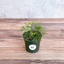 Image result for Actiniopteris