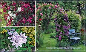 Provide any (new) name(s) in native script. Types Of Clematis Photo Cultivation And Care A Site About A Garden A Summer Residence And House Plants