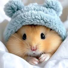 Đại hoàng audio (@hamsterbebong2)