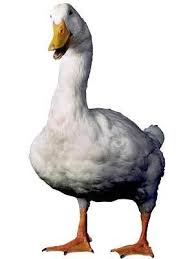 Additionally, they provide personal accident and cancer insurance plans. The Mascot For Aflac Insurance Company Is The Aflac Duck Who Became Famous In 1999 Aflac Duck Duck And Ducklings Aflac