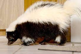 For experienced cannabis users, it doesn't have a single odour, but many different fragrances depending on the particular strain. How To Get Rid Of Skunk Smell In Your Home Angi