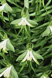 Image result for Bonatea