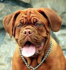 Do dogue de bordeaux dogs have an aggressive behavior to protect their territory? Dogue De Bordeaux Information Dog Breed Facts Dogell Com