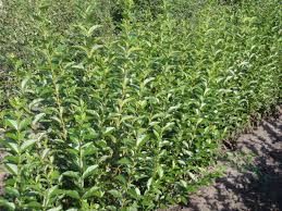 Wenn du eine neue ligusterhecke pflanzen möchtest, so eignet sich der oktober am besten. Baumschule Eggert Blutenstraucher Baumschulen Heckenpflanzen Ovalblattriger Liguster Ligustrum Ovalifolium Im Pflanzenhandel Online Kaufen