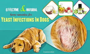 Pin On Dogs