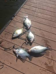 Assemble tacos with fish (break up fish as necessary), shredded brussels sprouts, fresh guacamole, red onion, chopped cilantro, hot sauce and crumble queso fresco cheese. Crappie Tacos