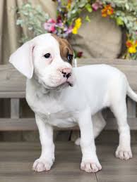 Jun 18, 2021 · also, be sure to check the dog breeder listings in our dog breeder directory, which feature upcoming dog litter announcements and current puppies for sale for that dog breeder. Puppies For Sale In Va