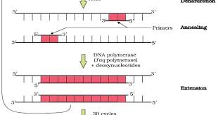 Ncert Class Xii Biology Chapter 11 Biotechnology Principles And Processes Biotechnology Biology Principles