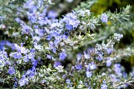 Image result for Rosmarinus officinalis