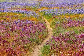 We would like to show you a description here but the site won't allow us. 11 Beautiful California Flower Fields You Must Visit This Spring