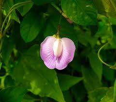 Image result for Clitoria