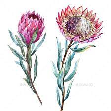 King Queen Protea Protea Art Protea Flower Flower Drawing