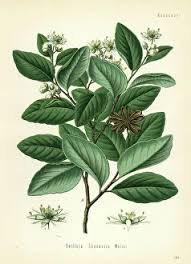 Image result for Quillaja saponaria