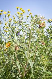 Image result for Vernonia amblyolepis