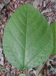 Image result for Urera